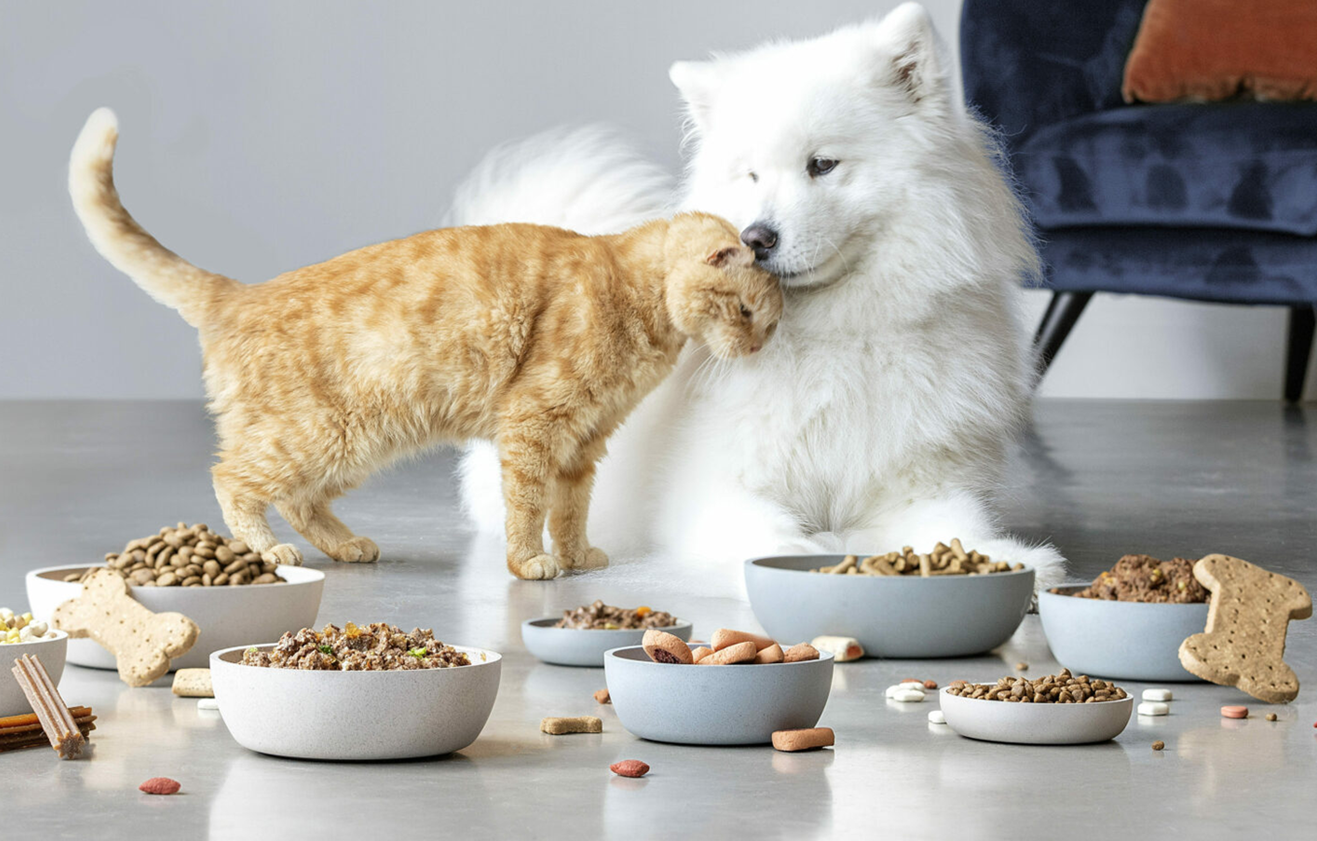 Alimentos para animales